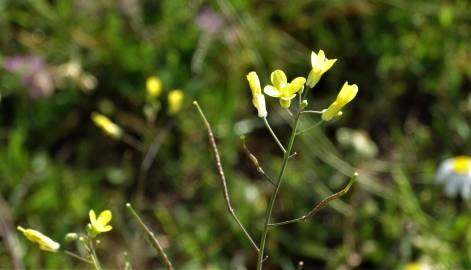 Fotografia da espécie Brassica barrelieri