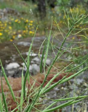 Fotografia 13 da espécie Brassica napus no Jardim Botânico UTAD