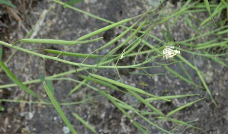 Fotografia da espécie Brassica napus