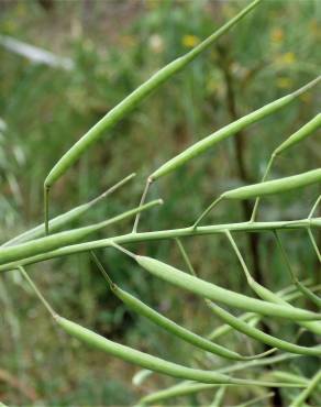 Fotografia 15 da espécie Brassica napus no Jardim Botânico UTAD