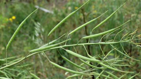 Fotografia da espécie Brassica napus