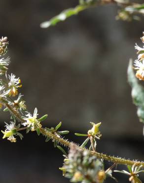 Fotografia 17 da espécie Reseda media no Jardim Botânico UTAD