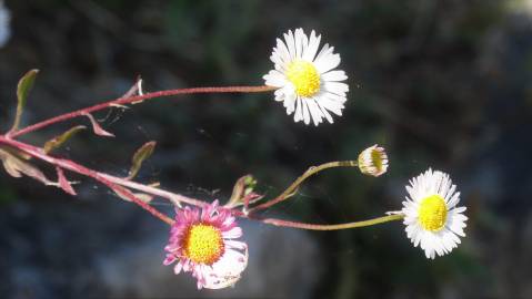 Fotografia da espécie Erigeron karvinskianus