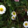 Fotografia 15 da espécie Erigeron karvinskianus do Jardim Botânico UTAD