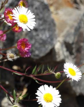 Fotografia 16 da espécie Erigeron karvinskianus no Jardim Botânico UTAD