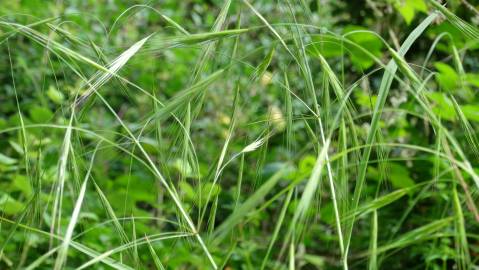 Fotografia da espécie Bromus rigidus