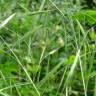 Fotografia 7 da espécie Bromus rigidus do Jardim Botânico UTAD