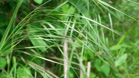 Fotografia da espécie Bromus rigidus