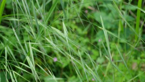 Fotografia da espécie Bromus rigidus