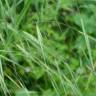 Fotografia 9 da espécie Bromus rigidus do Jardim Botânico UTAD