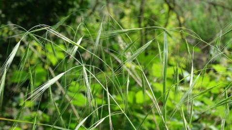 Fotografia da espécie Bromus rigidus