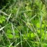 Fotografia 10 da espécie Bromus rigidus do Jardim Botânico UTAD