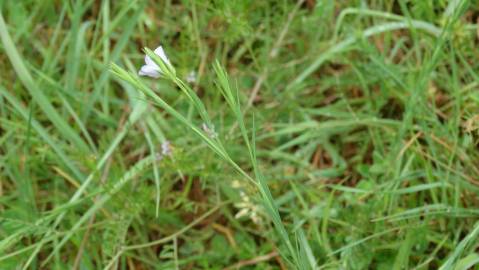 Fotografia da espécie Linum bienne