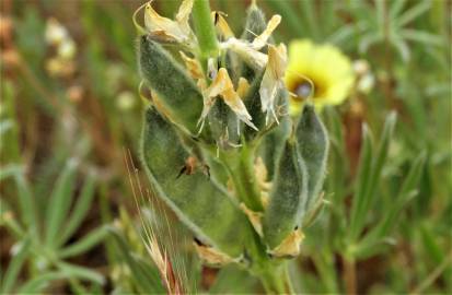 Fotografia da espécie Lupinus luteus