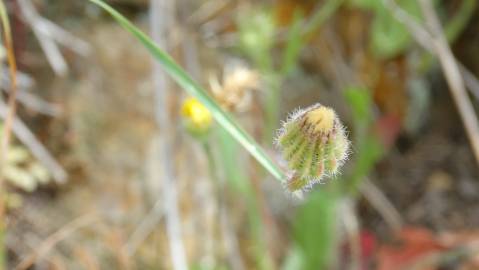 Fotografia da espécie Leontodon longirostris