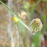 Fotografia 10 da espécie Leontodon longirostris do Jardim Botânico UTAD