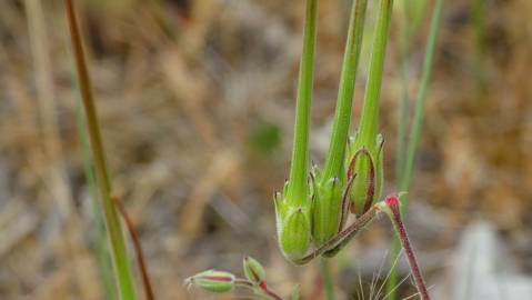 Fotografia da espécie Erodium cicutarium subesp. cicutarium