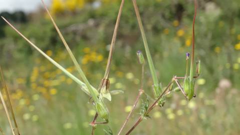 Fotografia da espécie Erodium cicutarium subesp. cicutarium