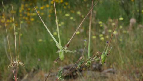 Fotografia da espécie Erodium cicutarium subesp. cicutarium