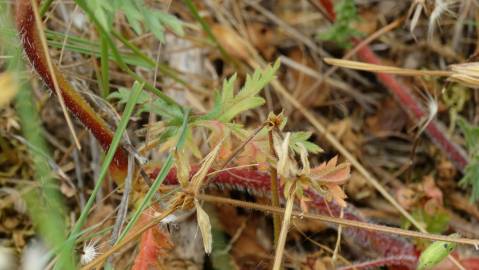 Fotografia da espécie Erodium cicutarium subesp. cicutarium