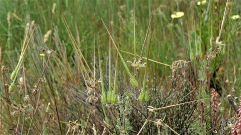 Fotografia da espécie Erodium cicutarium subesp. cicutarium