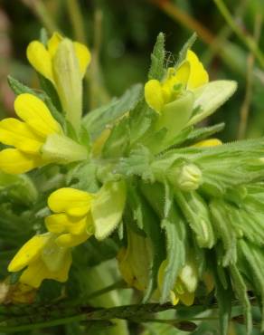 Fotografia 14 da espécie Bartsia trixago no Jardim Botânico UTAD