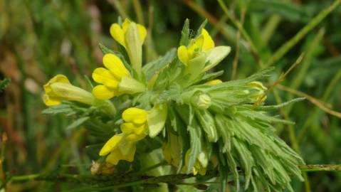 Fotografia da espécie Bartsia trixago