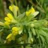 Fotografia 14 da espécie Bartsia trixago do Jardim Botânico UTAD