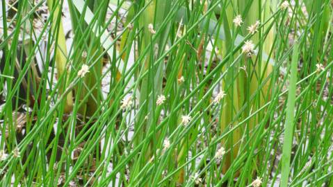 Fotografia da espécie Eleocharis palustris subesp. palustris