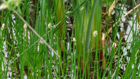 Fotografia da espécie Eleocharis palustris subesp. palustris