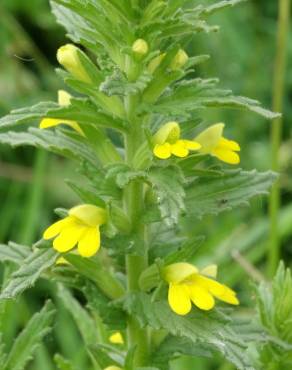 Fotografia 15 da espécie Bartsia trixago no Jardim Botânico UTAD