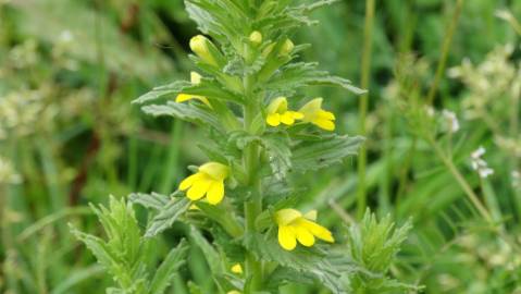 Fotografia da espécie Bartsia trixago