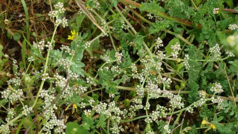 Fotografia da espécie Corrigiola telephiifolia