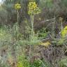 Fotografia 6 da espécie Thapsia villosa var. dissecta do Jardim Botânico UTAD