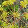 Fotografia 8 da espécie Thapsia villosa var. dissecta do Jardim Botânico UTAD