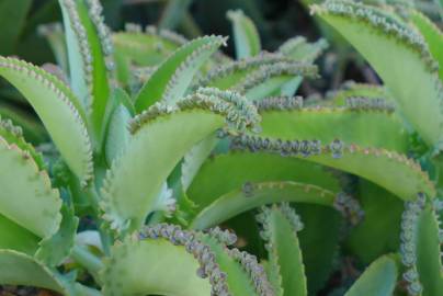 Fotografia da espécie Kalanchoe laetivirens