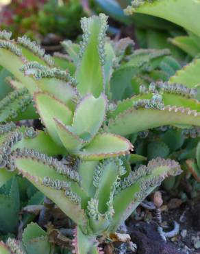 Fotografia 3 da espécie Kalanchoe laetivirens no Jardim Botânico UTAD