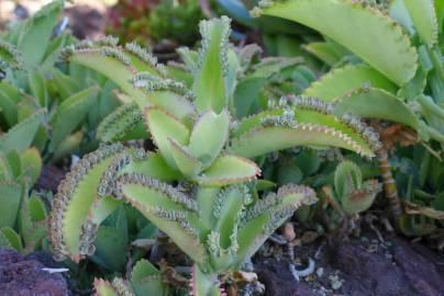 Fotografia da espécie Kalanchoe laetivirens