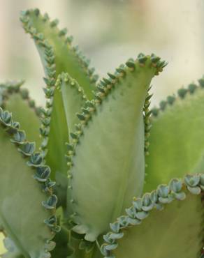 Fotografia 4 da espécie Kalanchoe laetivirens no Jardim Botânico UTAD