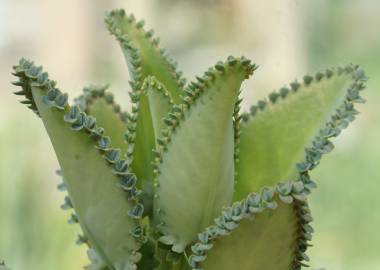 Fotografia da espécie Kalanchoe laetivirens