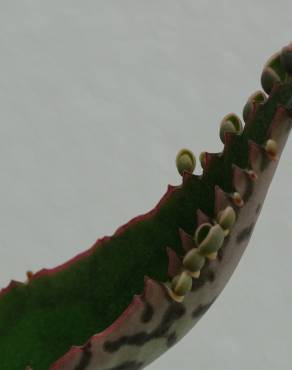 Fotografia 5 da espécie Kalanchoe laetivirens no Jardim Botânico UTAD