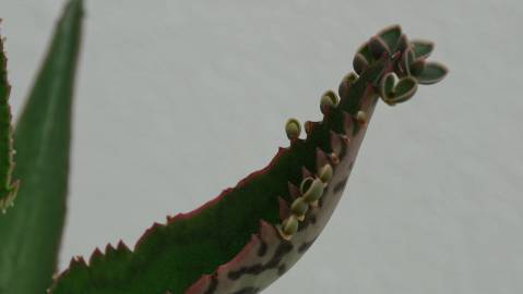 Fotografia da espécie Kalanchoe laetivirens