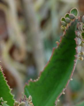 Fotografia 1 da espécie Kalanchoe laetivirens no Jardim Botânico UTAD