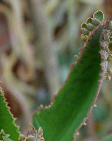 Fotografia de capa Kalanchoe laetivirens - do Jardim Botânico