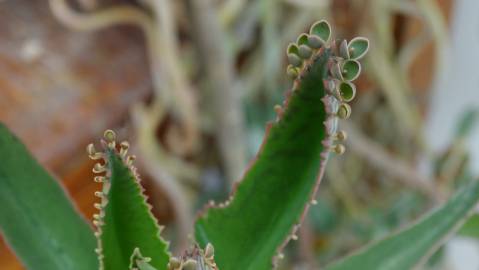 Fotografia da espécie Kalanchoe laetivirens