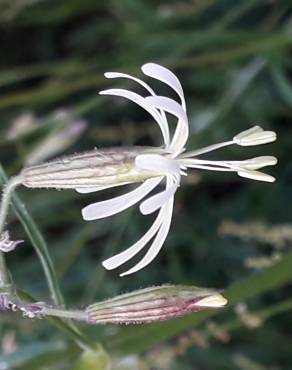 Fotografia 18 da espécie Silene nutans subesp. nutans no Jardim Botânico UTAD