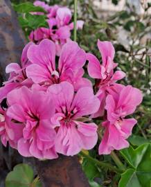 Fotografia da espécie Pelargonium peltatum