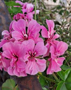 Fotografia 12 da espécie Pelargonium peltatum no Jardim Botânico UTAD