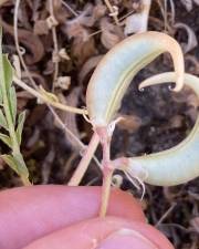 Fotografia da espécie Astragalus cymbaecarpos