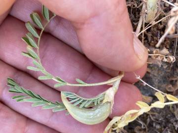 Fotografia da espécie Astragalus cymbaecarpos